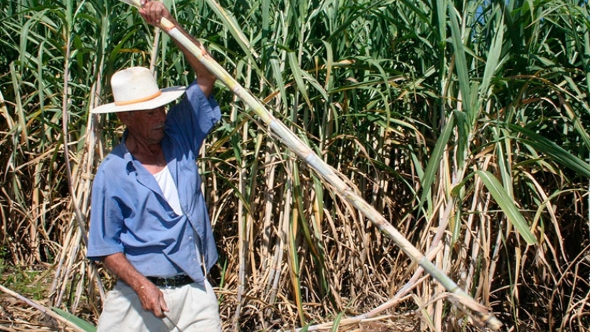 La Estación Experimental Obispo Colombres patentó una nueva variedad de caña de azúcar
