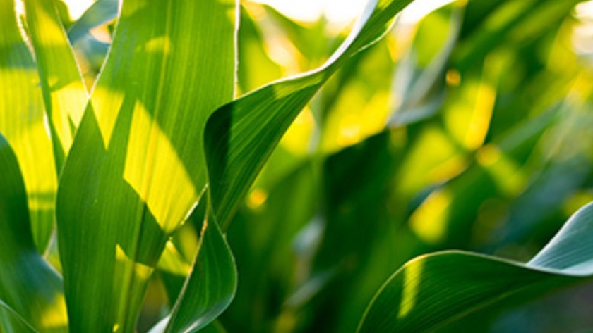 Biocombustibles: Jujuy apoya el Plan de recomposición de precios 