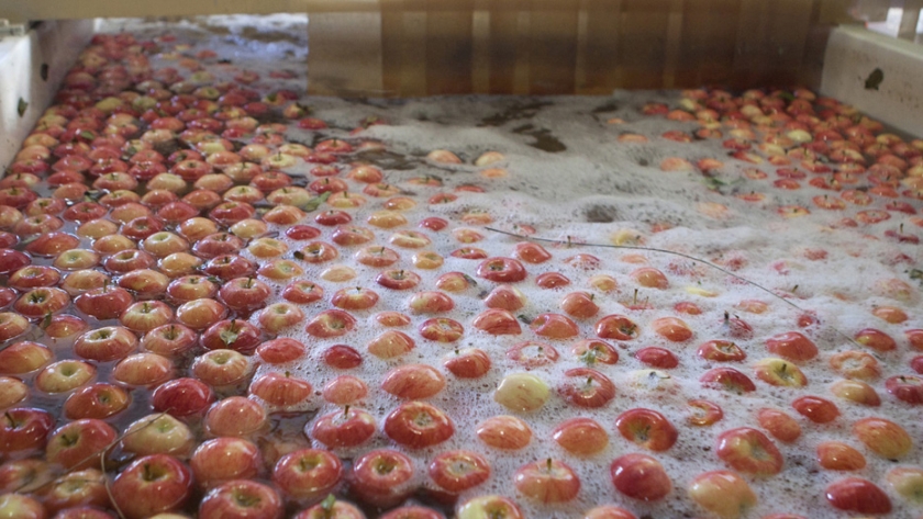 Creció un 13,9% la exportación de frutas frescas en el primer cuatrimestre de 2020