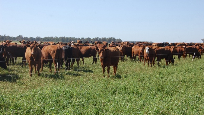 Pastoreo rotativo: la mejor manera de utilizar la alfalfa