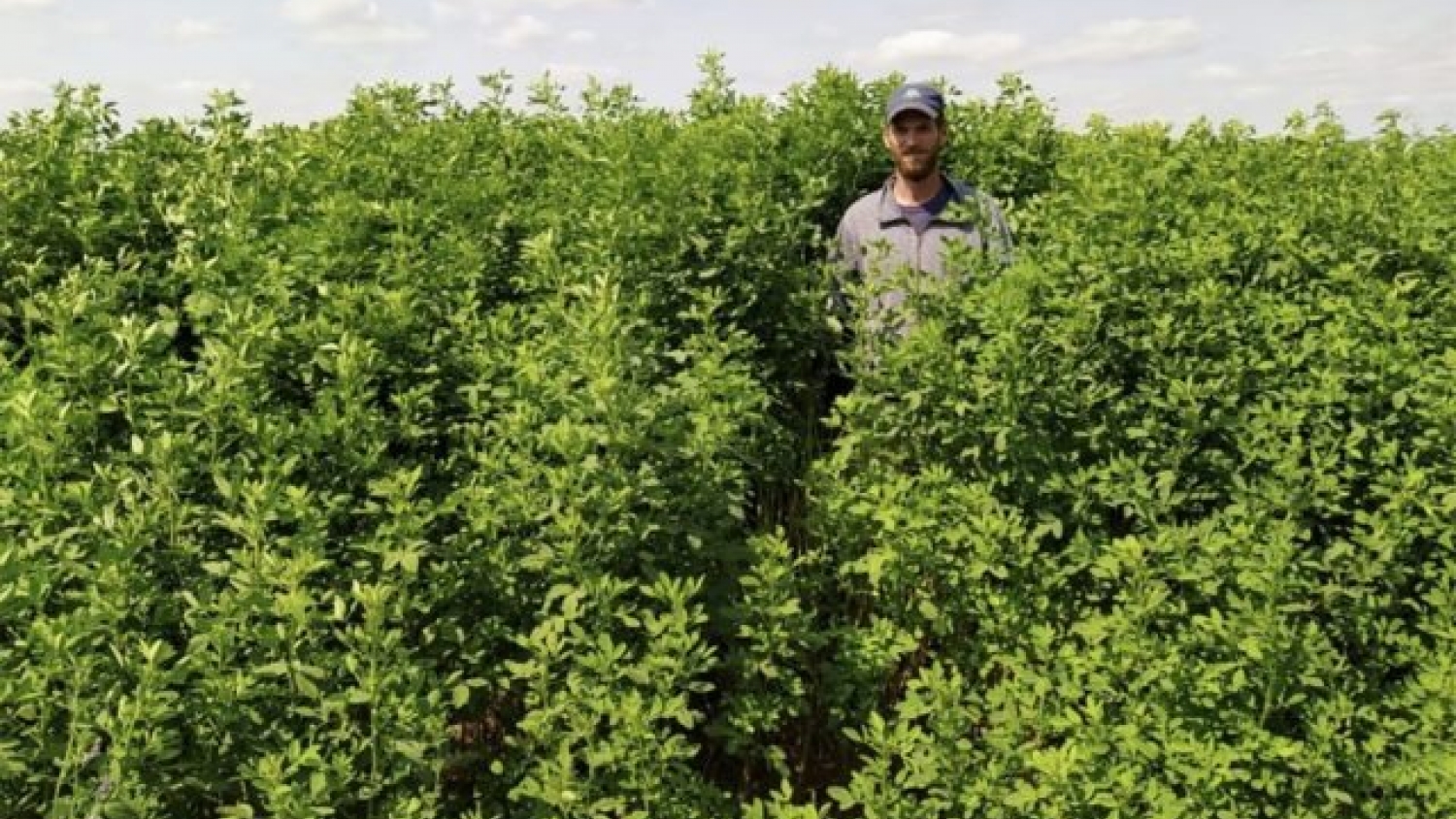 Dos nuevas variedades de trébol de olor blanco buscan mejorar la producción ganadera en suelos difíciles