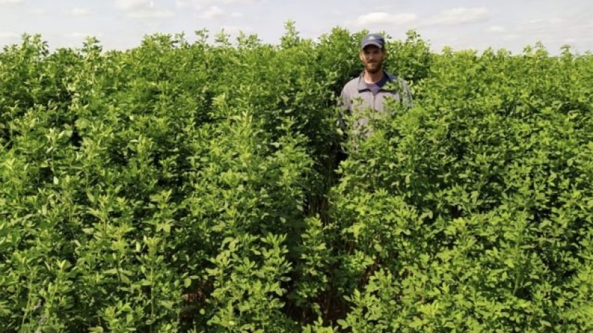 Dos nuevas variedades de trébol de olor blanco buscan mejorar la producción ganadera en suelos difíciles
