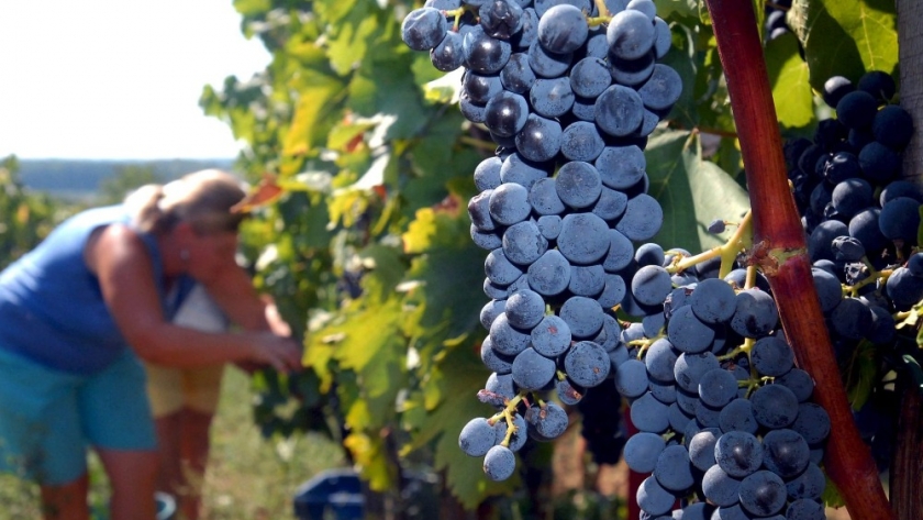 Nuevo llamado a tratamientos: SENASA activa la segunda alerta contra Lobesia botrana en Mendoza