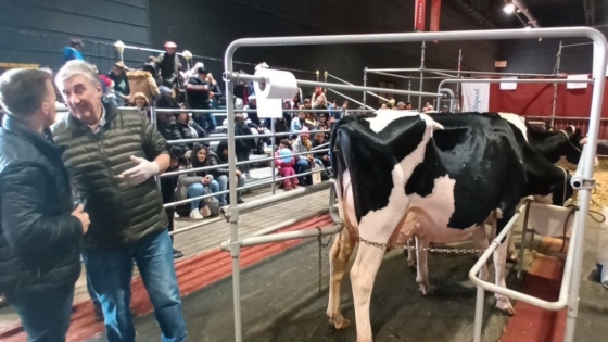 La última tecnología de ordeñe voluntario de vacas en la Expo Rural