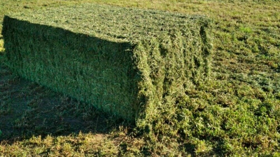 <Alfalfa: el cultivo argentino que compite con la soja y conquista Medio Oriente