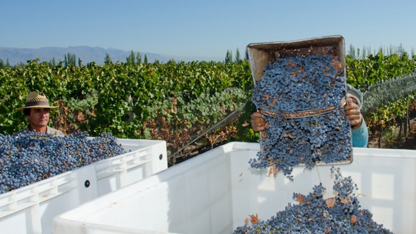 La vitivinicultura fue incluida en los beneficios que otorga el Gobierno Nacional