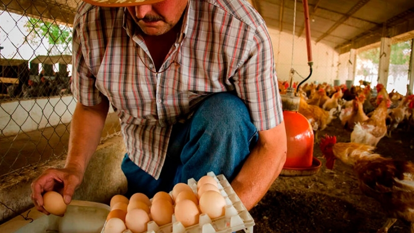 Producción avícola sustentable: claves para producir huevos agroecológicos