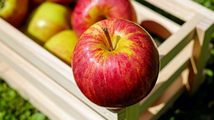Recomendaciones para el desarrollo de las actividades de cosecha y empaque de frutas y hortalizas