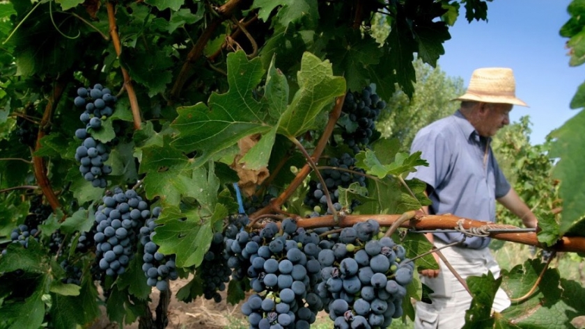 Seguro Agrícola: hasta el 31 de agosto, los productores tienen tiempo para adherir