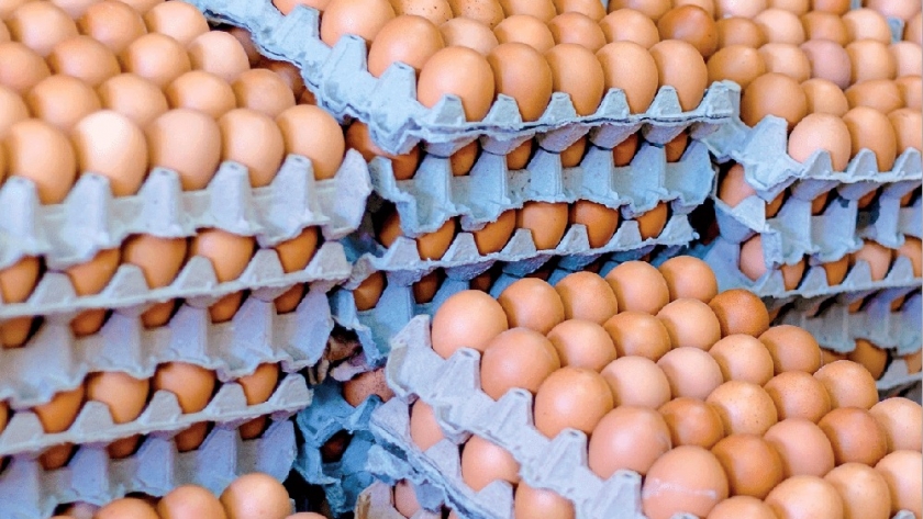 ¿Cómo saber si los huevos son de jaula, galpón o campo? Un proyecto de ley busca etiquetarlos