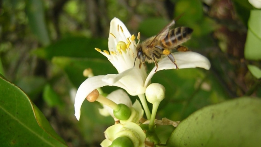 Día mundial de las abejas: Misiones potencia el sector apícola