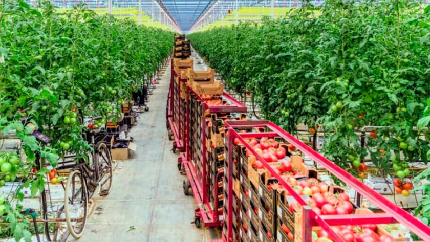La transformación del agro holandés, posibilidades para Argentina