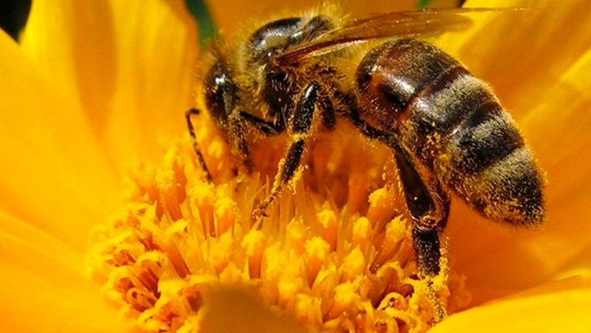 Abejas: el transporte natural de pesticidas orgánicos