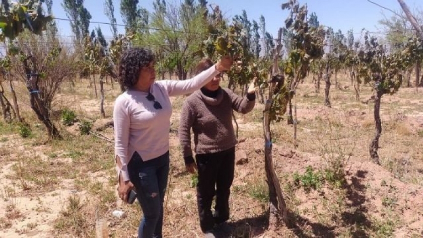 En Catamarca asisten a pequeños productores