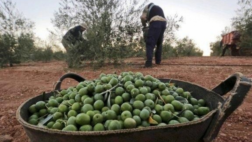 Catamarca exportará aceite de oliva a Corea