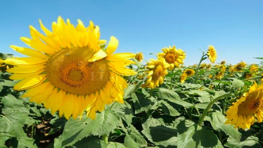 El Girasol inició su ciclo y dio comienzo a La Campaña Gruesa 2020-2021