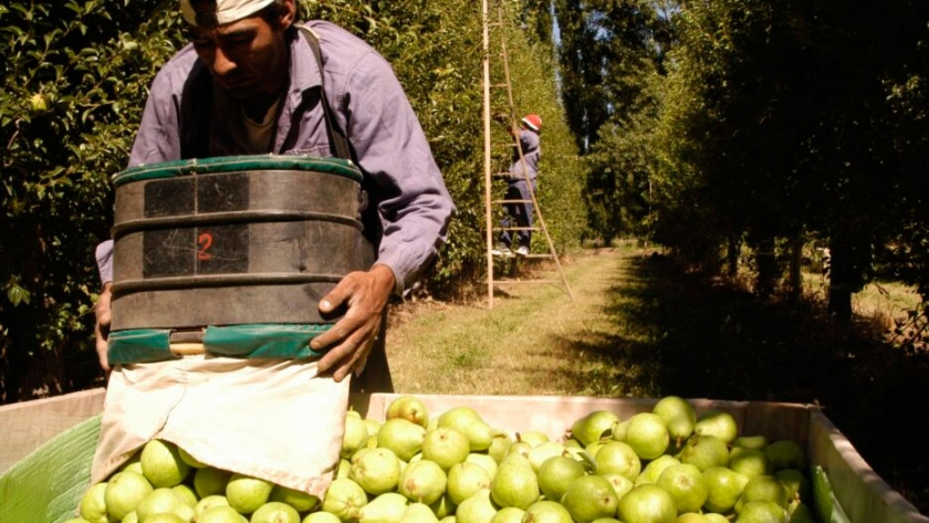 Productores de peras y manzanas podrán acceder a beneficios impositivos de AFIP