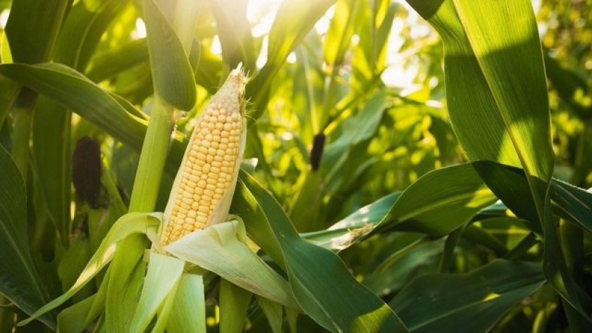 Un buen arranque puede hacer la diferencia en el cultivo de maíz