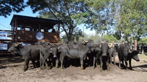 <Expo Búfalos: demanda creciente por una especie que gana terreno
