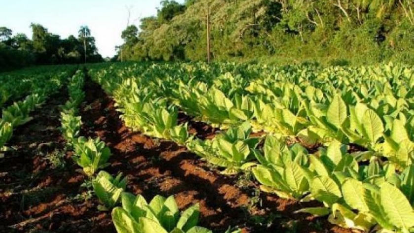 Abonarán a productores $50 millones del Fondo del Tabaco