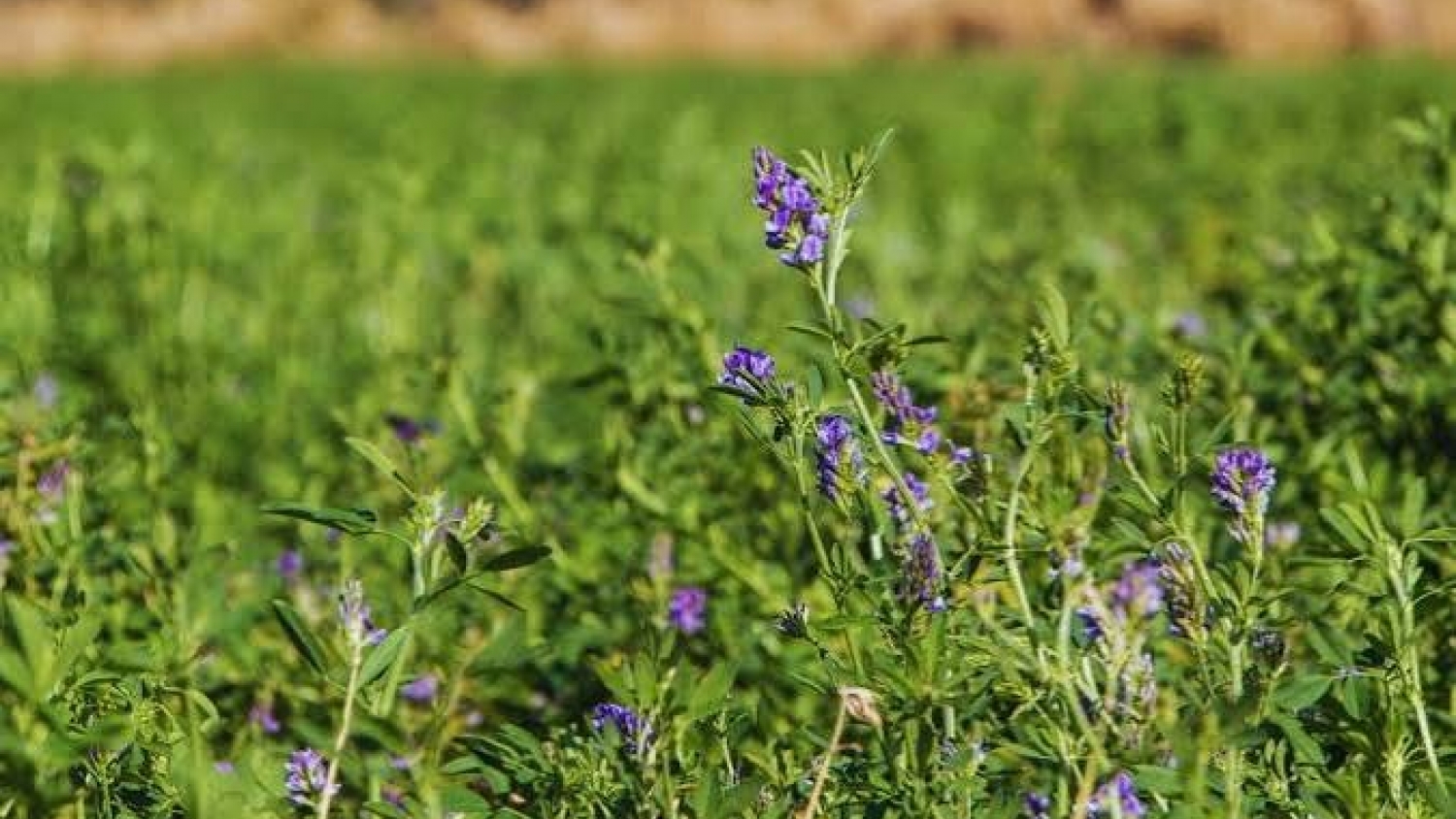 INTA impulsa el mejoramiento genético de la alfalfa
