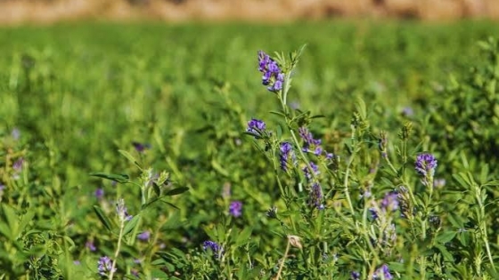INTA impulsa el mejoramiento genético de la alfalfa
