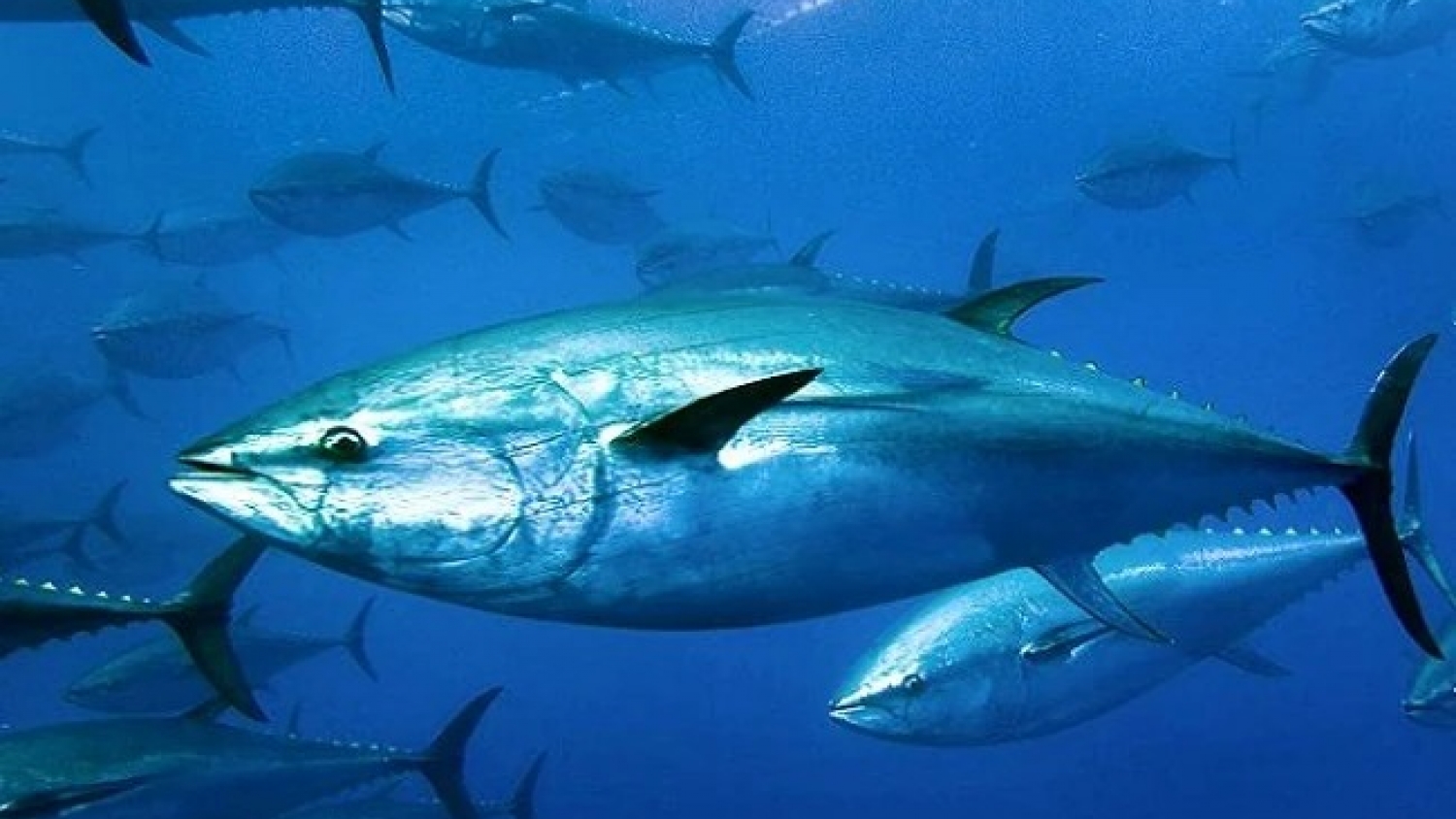 El atún rojo que rompió todos los récords: 2,7 millones de euros por una sola pieza