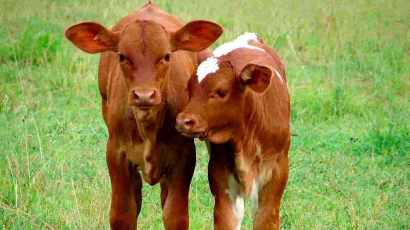 Inseminación artificial a tiempo fijo