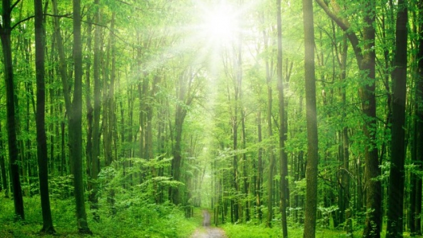 El sauce: un forestal estratégico para el Delta y con potencial para otras regiones del país