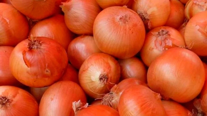 Actualizan normativa para certificar la calidad de la cebolla