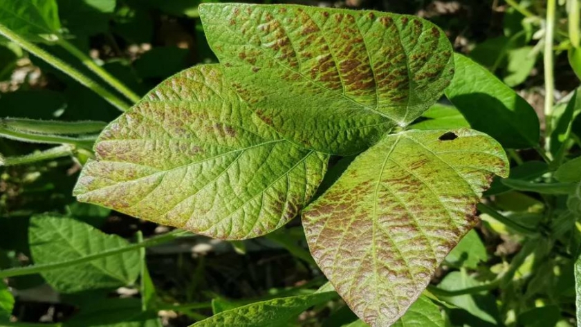 Soja: investigadores detectan hongos resistentes a fungicidas
