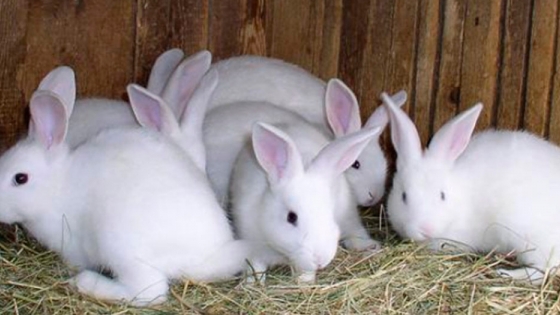 Unión de Pagesos reclama la creación del Observatorio del conejo para tener precios de referencia reales del sector
