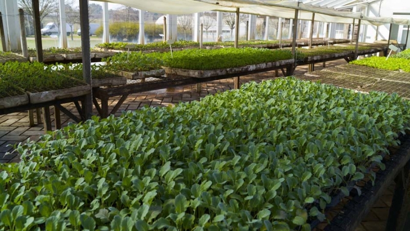 Nueva convocatoria de Alianzas Productivas en el sector agroindustrial