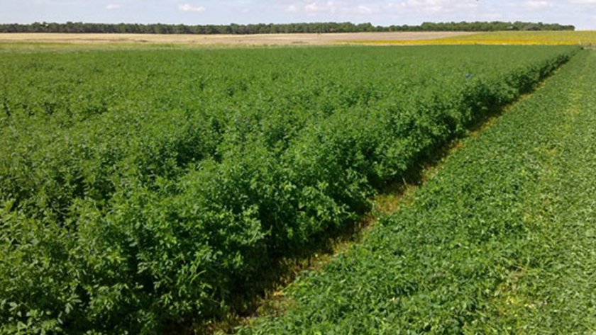 Se afianza el Cluster Semillero de alfalfa de Santiago del Estero con la ejecución de un nuevo proyecto