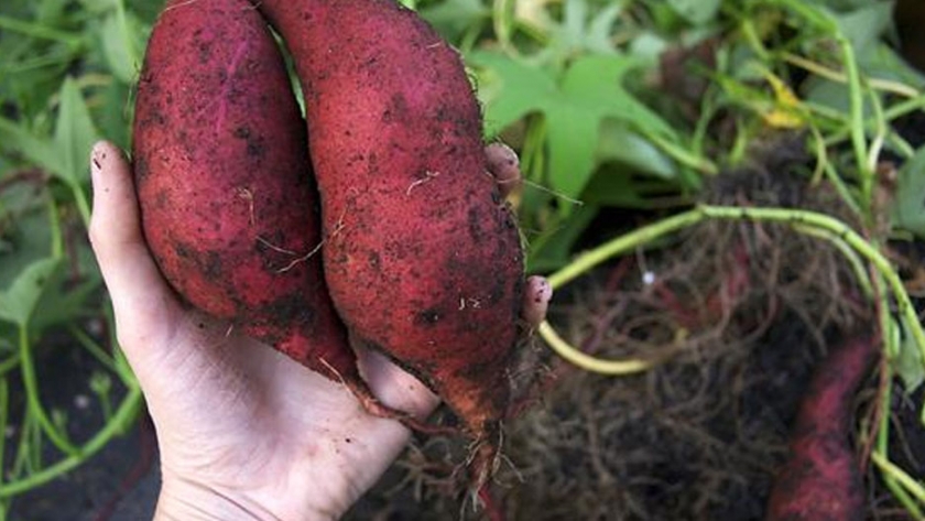 Batata: INTA AMBA impulsa su cultivo