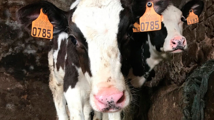 Las vacas felices no tienen mala leche