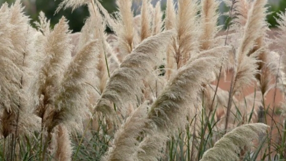 Cortaderia selloana: la planta nativa que conquista jardines y crece en equilibrio en la Patagonia