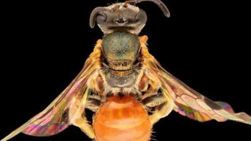 Abejas australianas de lujo volaron desde Asia