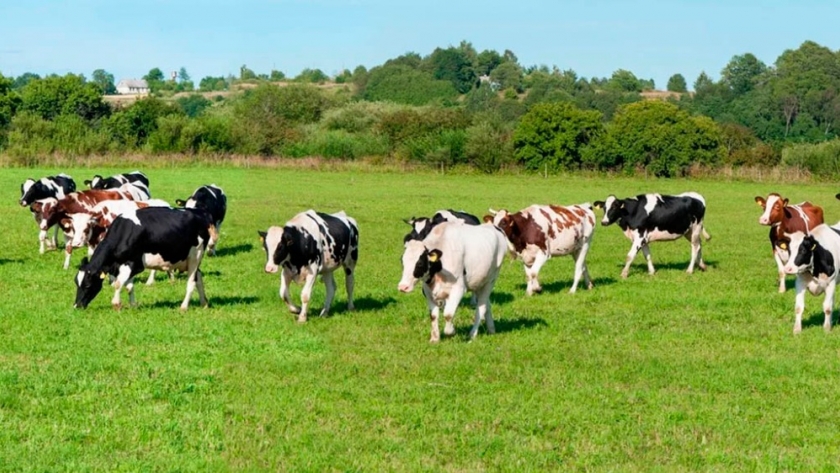 Vacas más resistentes a las olas de calor