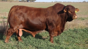 Nuevo mercado: Brasil importará genética bovina argentina