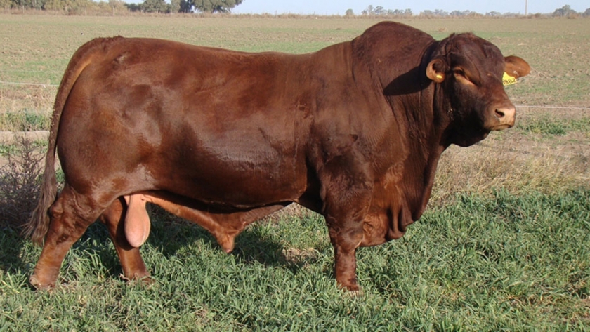 Nuevo mercado: Brasil importará genética bovina argentina