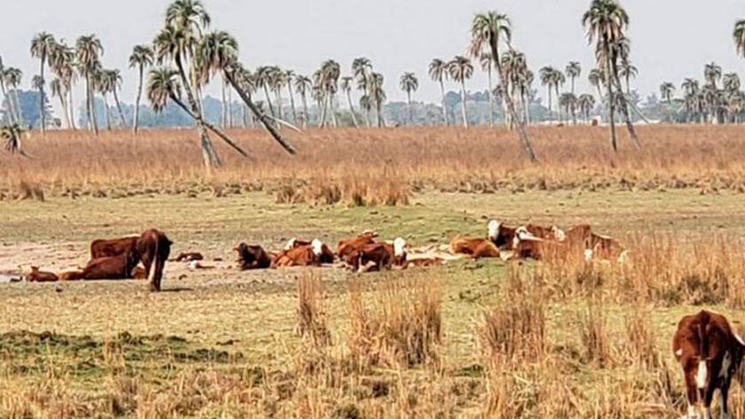 La mitad de Uruguay está bajo emergencia agropecuaria declarada oficialmente