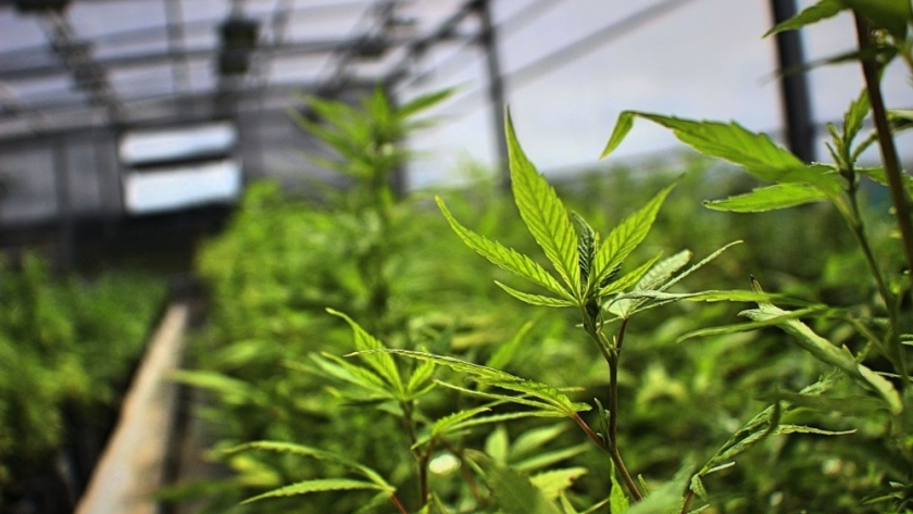 Creación de la Mesa Estratégica de Cannabis medicinal y de Cáñamo Industrial