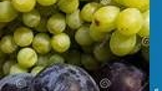 Lobesia botrana: Mendoza exportará a Brasil uvas y ciruelas libres de plaga