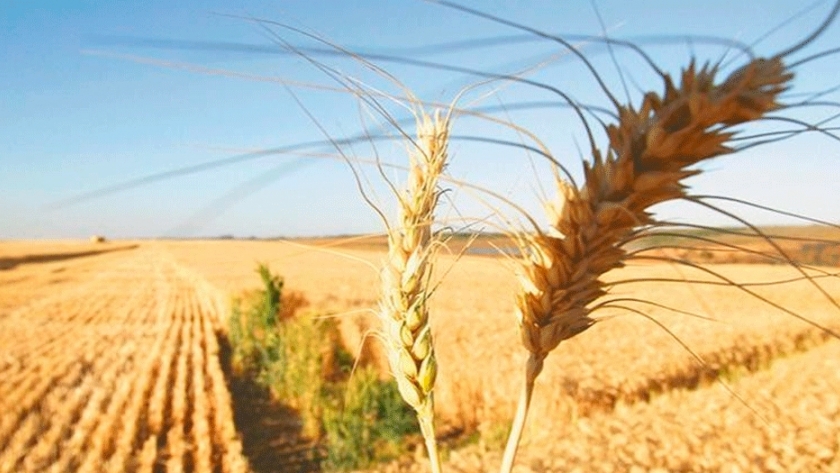 Brasil en busca de más trigo