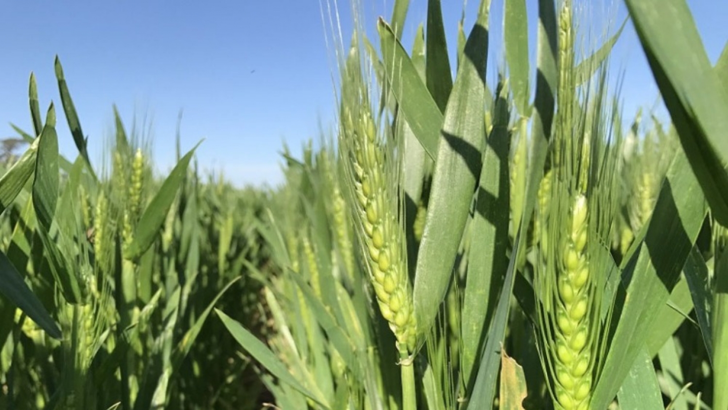 Un estudio del INTA revela que retrasar la siembra de trigo tiene un impacto mínimo sobre una etapa clave del cultivo
