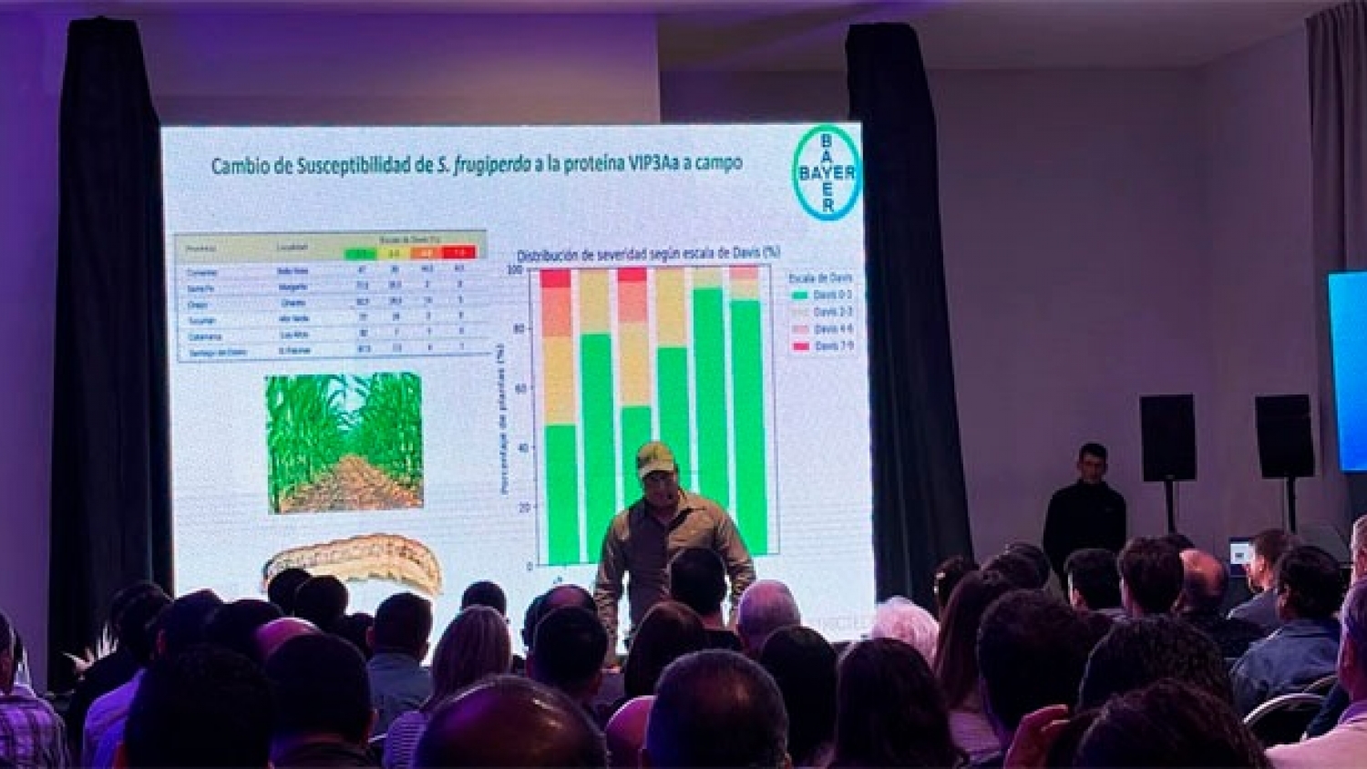 Cómo reducir la resistencia del cogollero con manejo agronómico