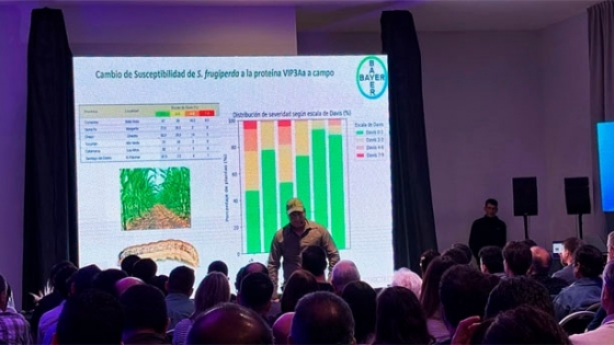 Cómo reducir la resistencia del cogollero con manejo agronómico