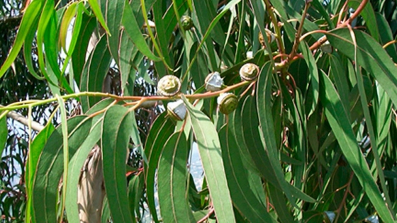 Eucalyptus con valor agregado