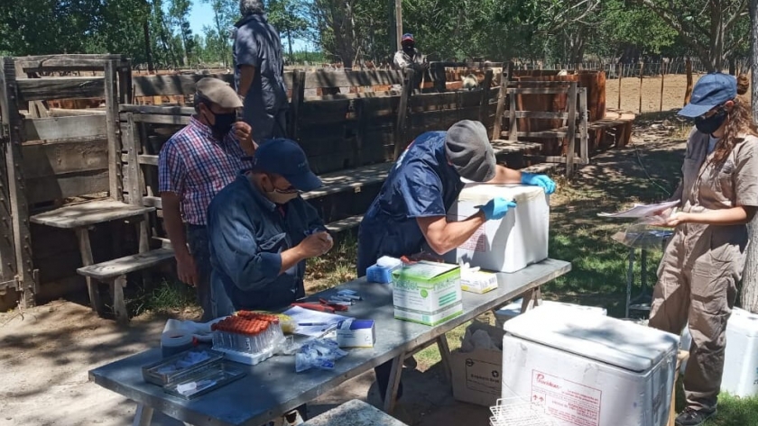 En la primera etapa de vacunación contra la fiebre aftosa, la inoculación superó las 50 millones de cabezas